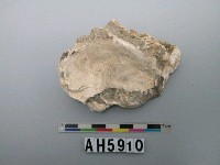 藏品(貝殼殘片)的圖片